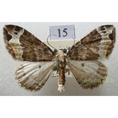 Ecliptopera capitata (Herrich-Schäffer, 1839) Czech15